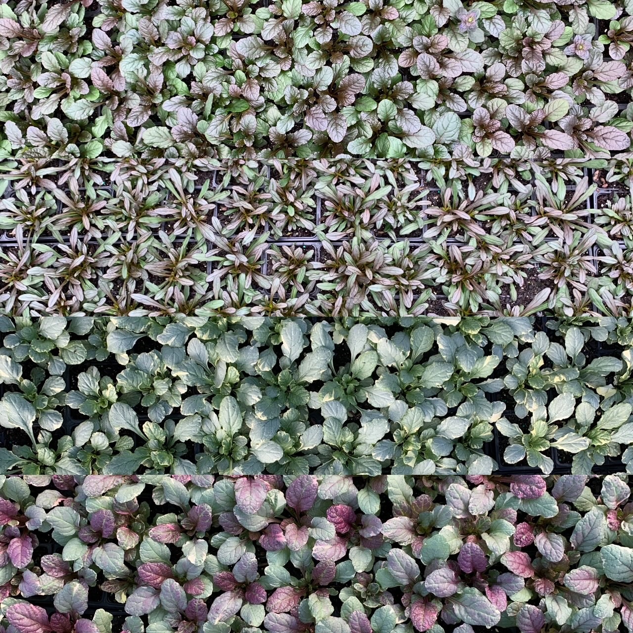 We Grow Multiple Varieties of Ajuga!